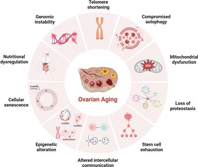 Mechanisms of mitochondrial dysfunction in ovarian aging and potential interventions